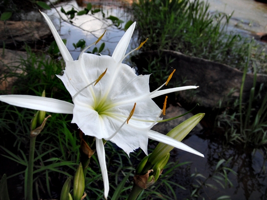 {Hymenocallis coronaria}